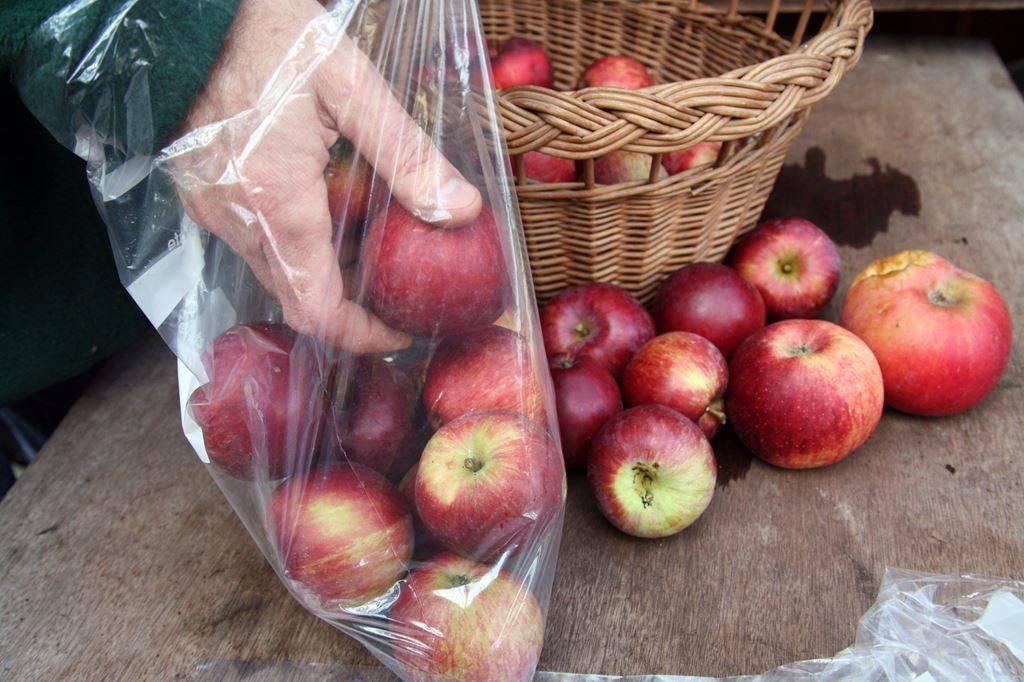 Секреты хранения яблок на зиму в погребе и подвале