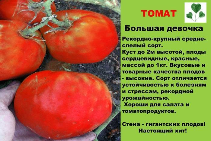 Томат "кукла" f1: описание и характеристики сорта, рекомендации по выращиванию и получению хорошего урожая помидор