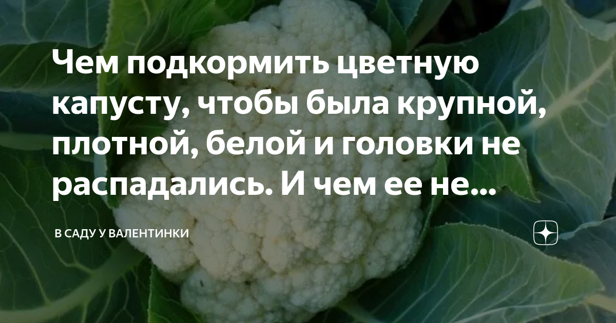 ᐉ чем подкормить капусту в открытом грунте в июле: народные средства - zooon.ru