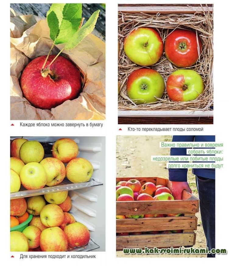 Как правильно хранить яблоки в холодильнике: правила сохранения пользы фруктов