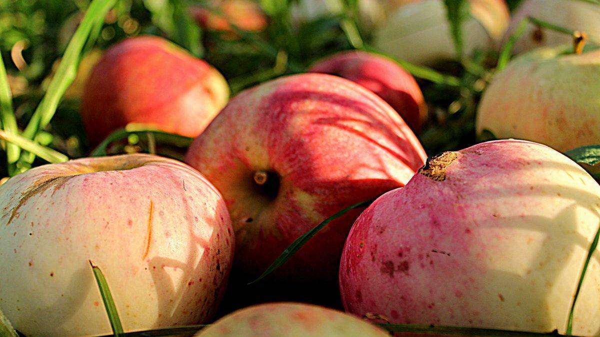 Почему опадают яблоки с яблони раньше поспевания и что делать? | садоёж