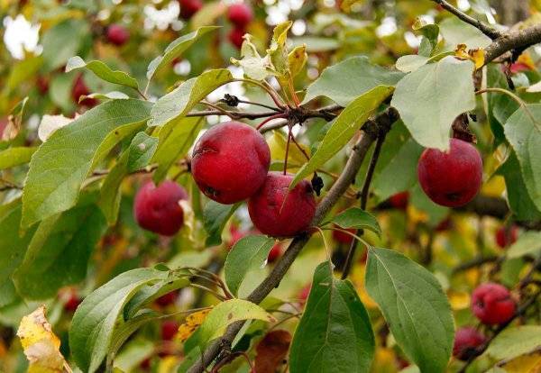 Описание сорта яблони ранетка: фото яблок, важные характеристики, урожайность с дерева