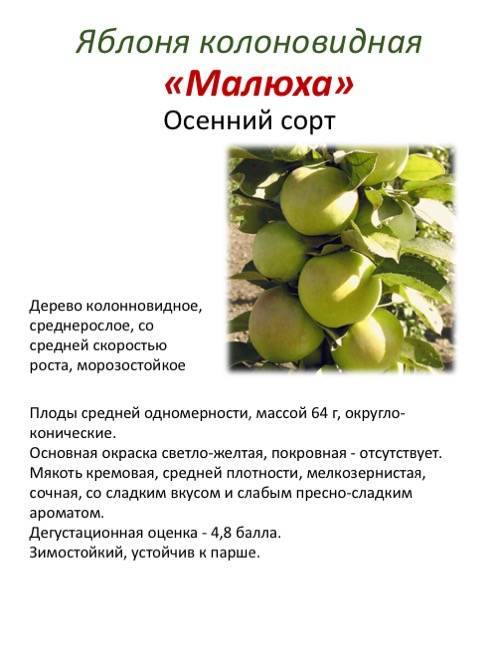 Колоновидная яблоня: сорта, фото, отзывы, размножение, выращивание