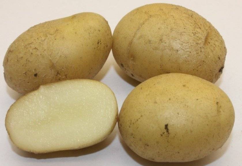 Картофель голубизна: описание сорта, фото, отзывы тех, кто сажал, особенности выращивания, ухода