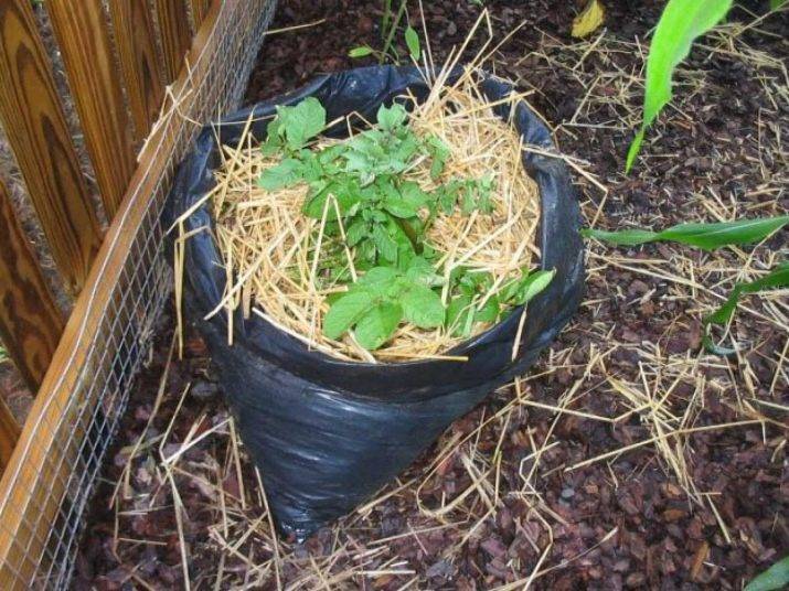 Выращивание картофеля в мешках: технология пошагово, посадка