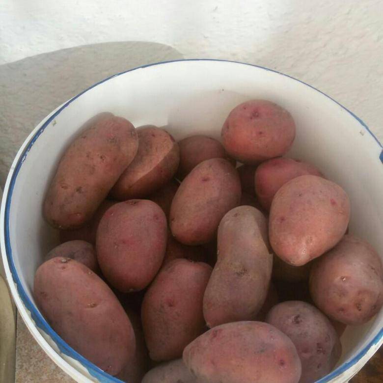 Картофель беллароза: описание, выращивание, уход и фото