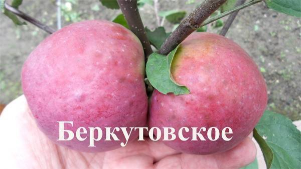 Яблоня беркутовское: описание и характеристика сорта, агротехника выращивания и ухода, фото