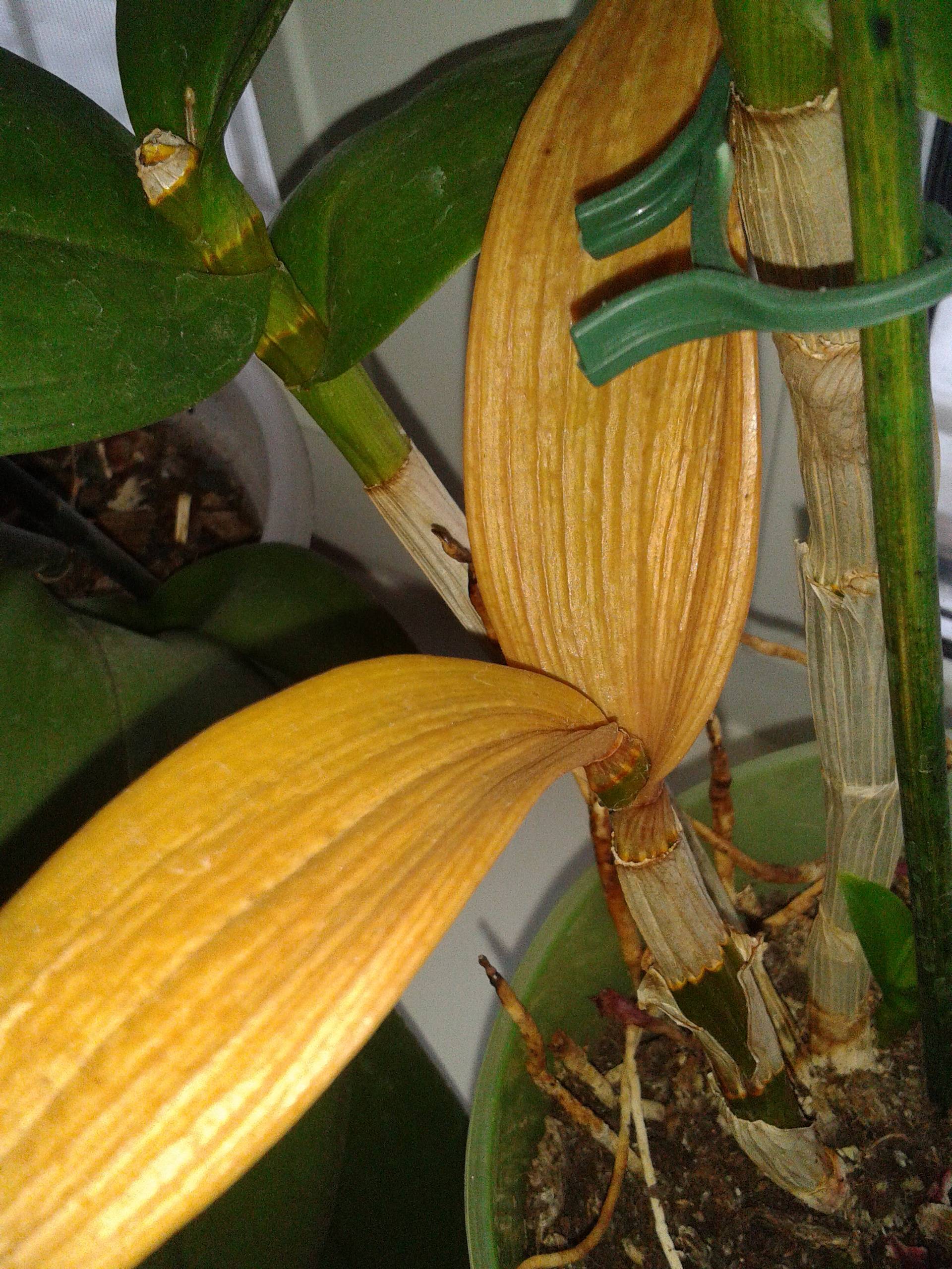 Хобби уральца фаленопсис желтеют листья что делать. почему у орхидеи могут желтеть листья, и что делать в этом случае