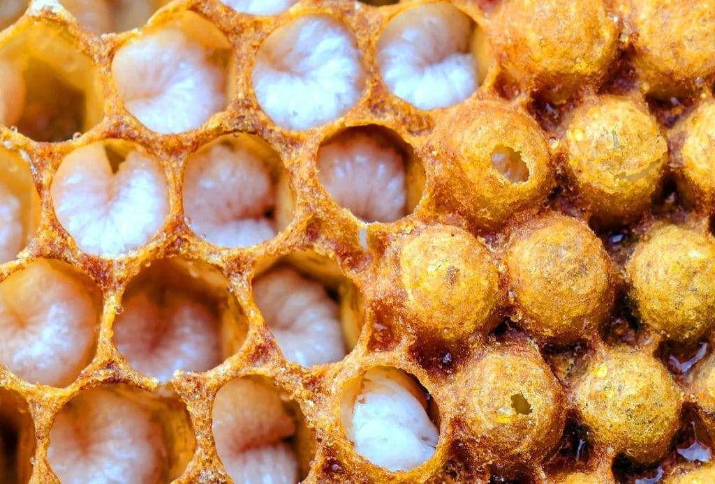 Характеристика личинок пчел