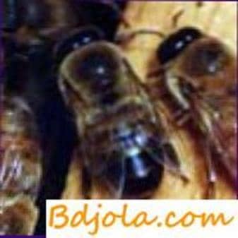 Незаразные и инфекционные болезни пчел