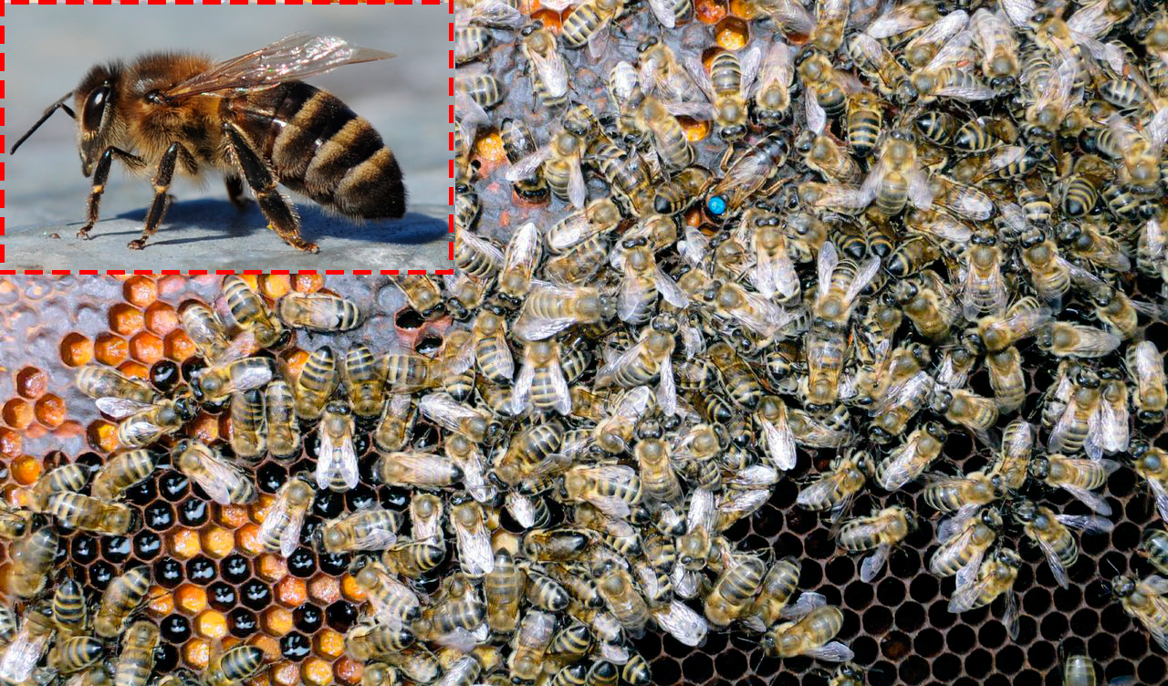 Годичный цикл жизни пчелиной семьи. пчелы