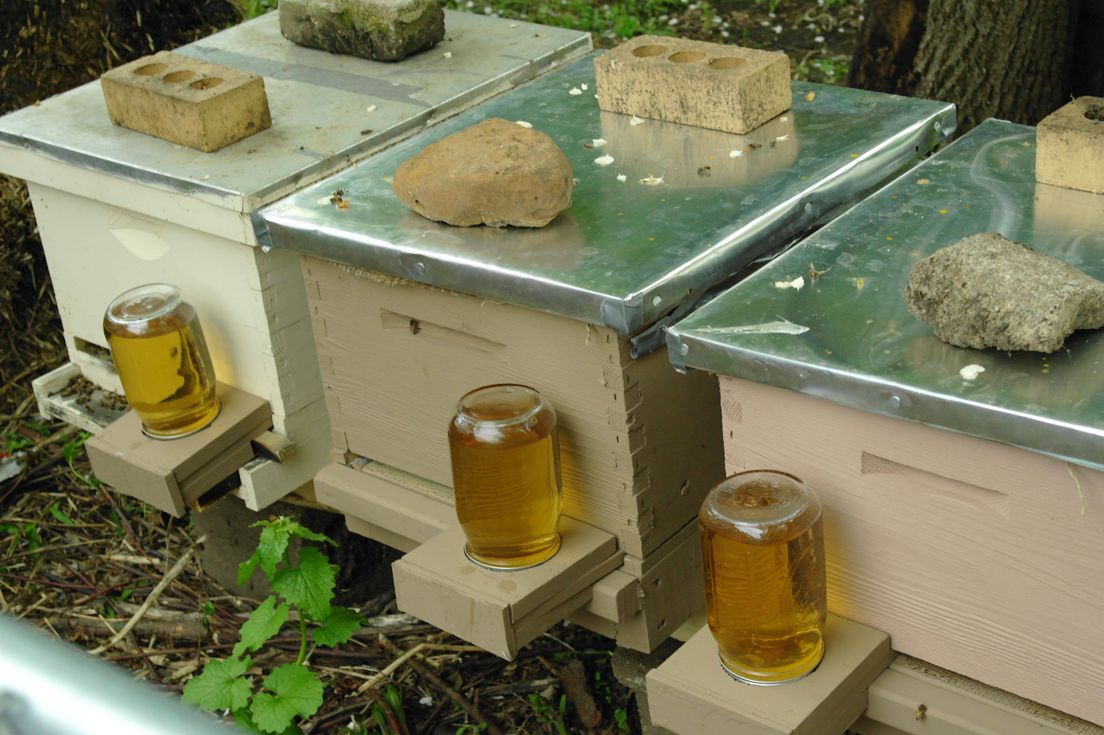Как выбрать пчел, выбираем место для пасеки