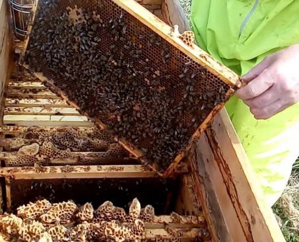 Эффективные методы в пчеловождении
