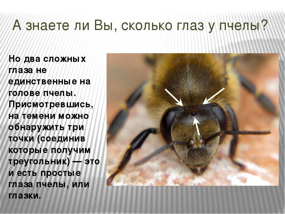 Строение пчелы и её характеристика