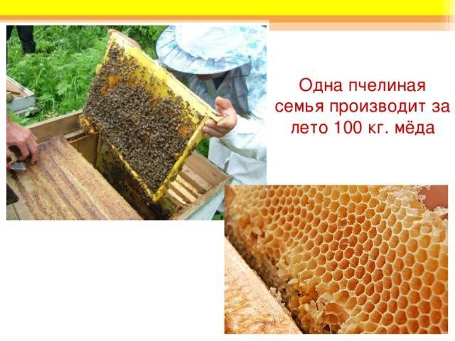 Какую породу пчел выбрать и выбор места для пасеки