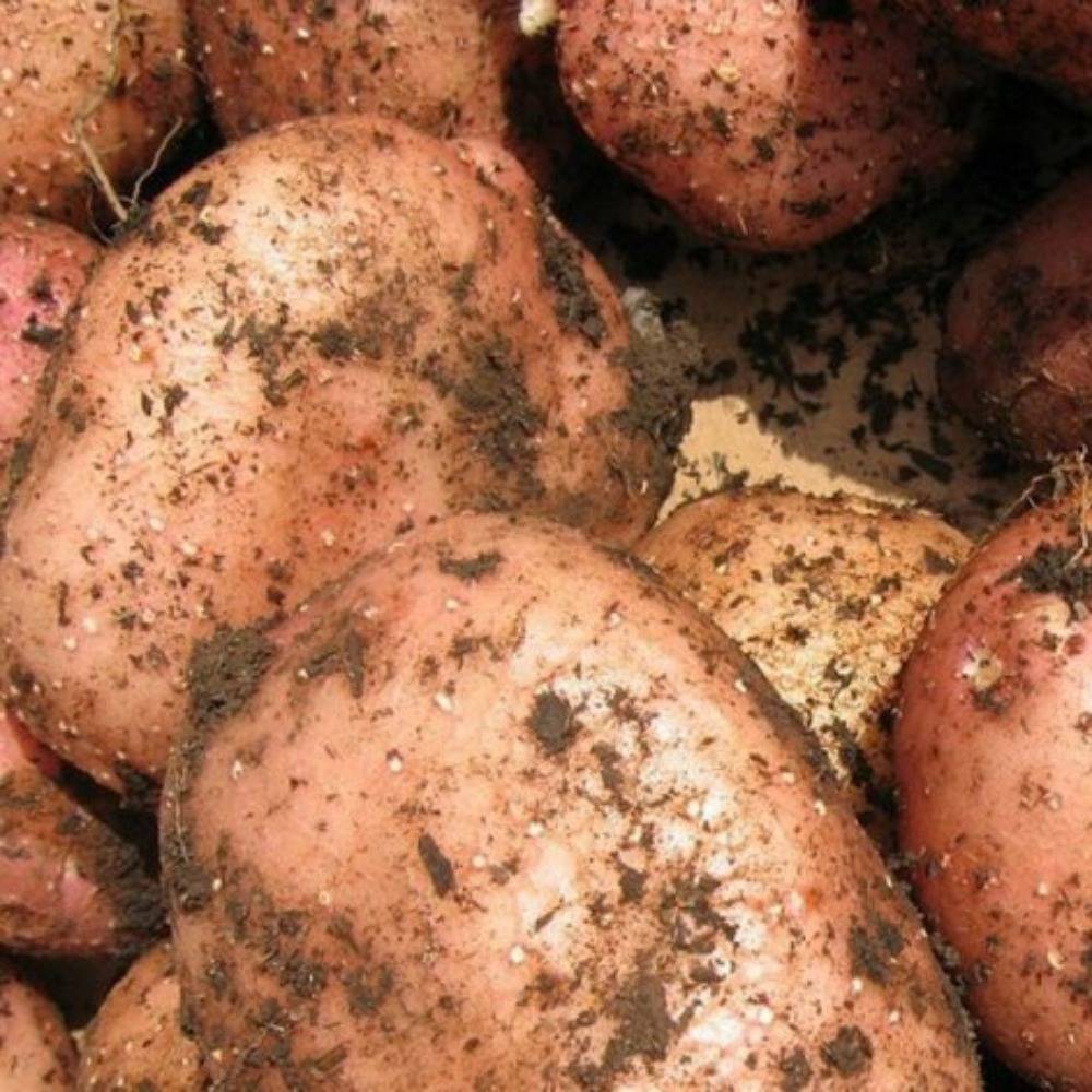 Сорт картофеля метеор: характеристика, описание и фото, выращивание и уход, болезни и вредители, сбор урожая