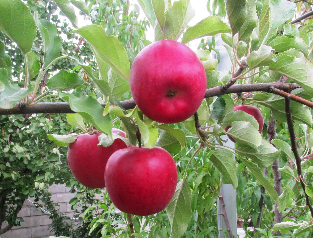Яблоня джонатан - зимние плоды с сочной, ароматной мякотью.
