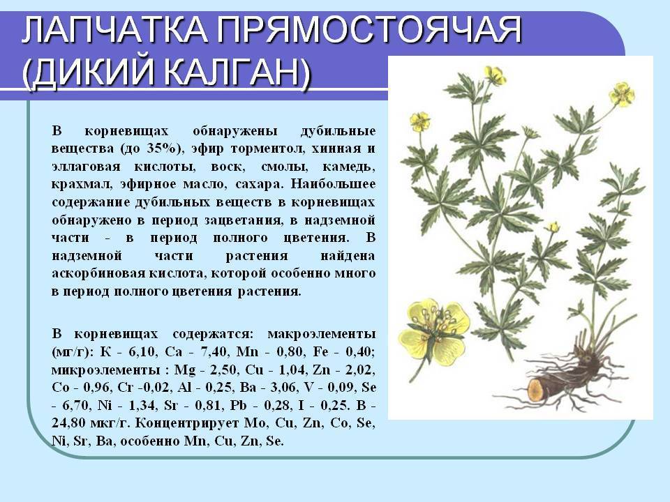 Лапчатка: топ-7 популярных разновидностей и их самые яркие сорта
