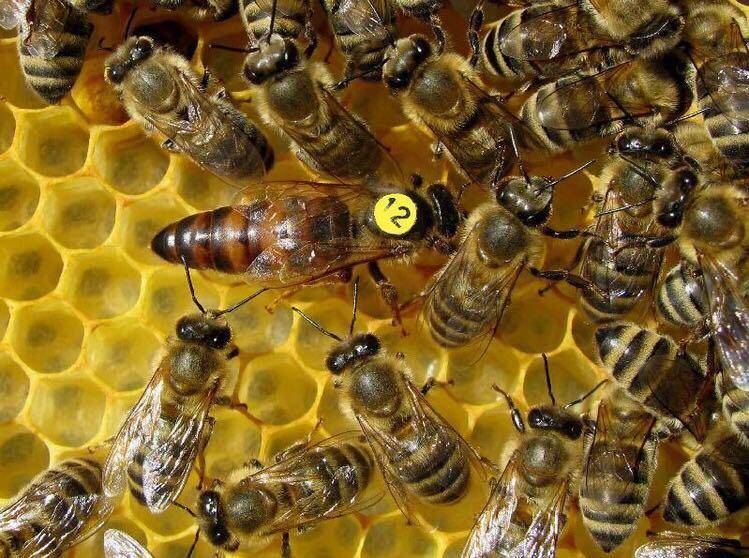 Пчела карника: описание породы с фото, характеристика и особенности, отзывы владельцев, недостаток и преимущество