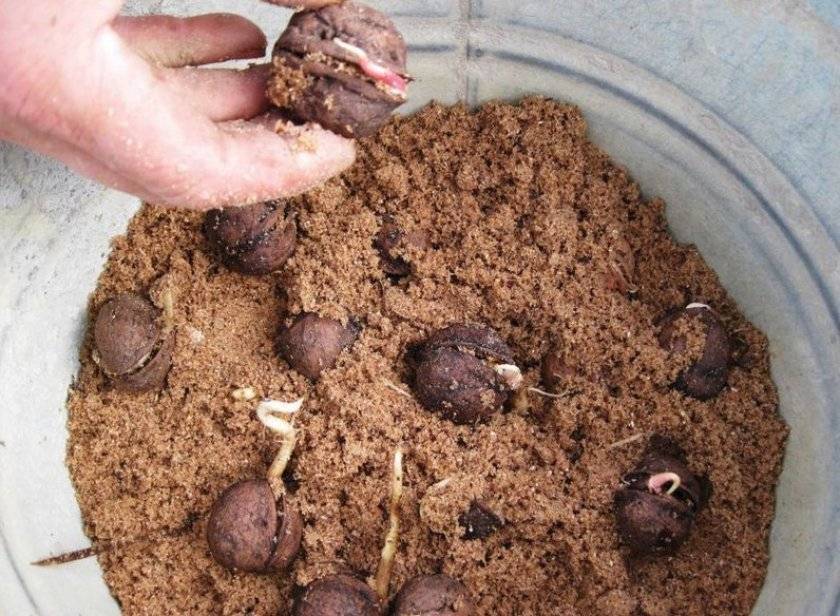 Как вырастить грецкий орех из ореха в домашних условиях