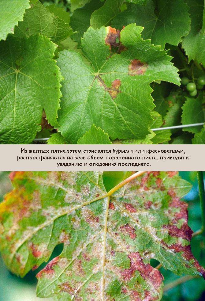 Чем лечить антракноз винограда? :: syl.ru