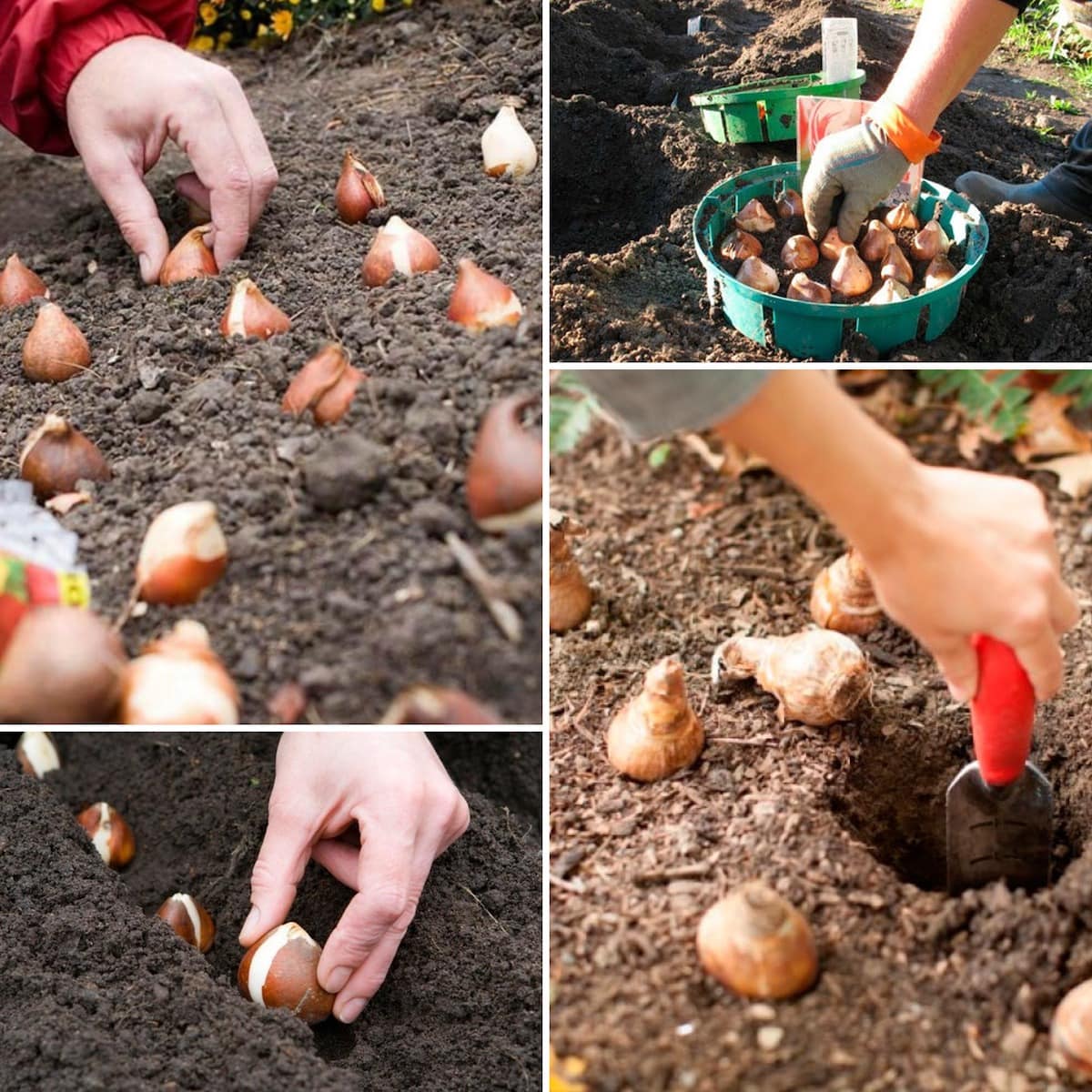 Посадка тюльпанов осенью: когда и как посадить луковицы