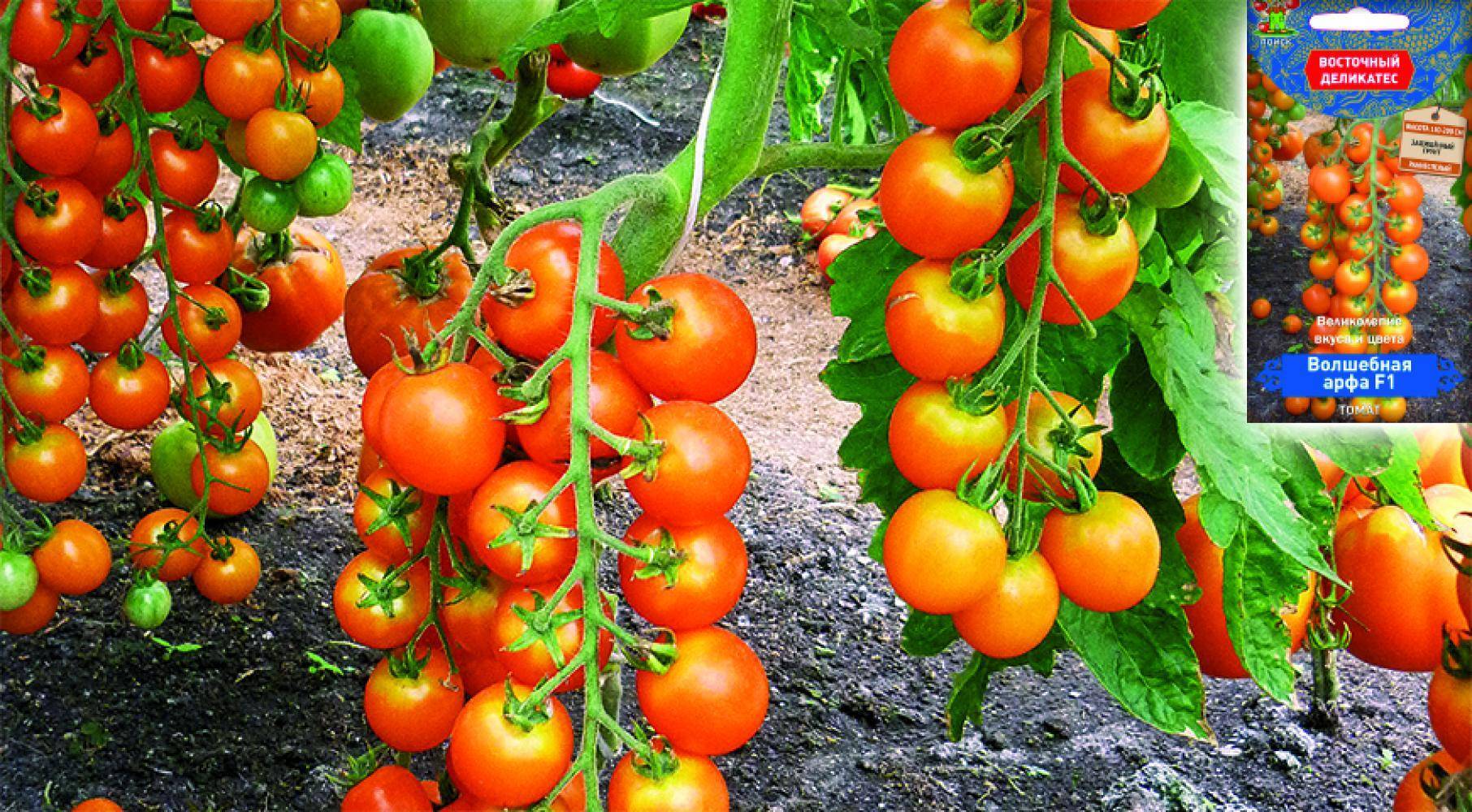 Томат волшебная арфа f1: характеристика и описание сорта, фото помидоров черри, отзывы об урожайности куста