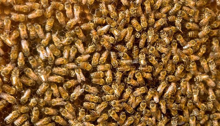 Апифобия: как справиться с боязнь пчел, ос, шершней и шмелей