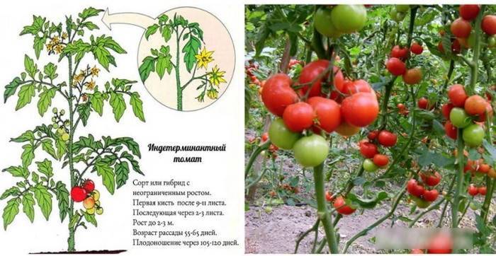 Томат "тайфун" f1: характеристики и описание сорта помидор, морозостойкость, урожайность, подверженность заболеваниям русский фермер