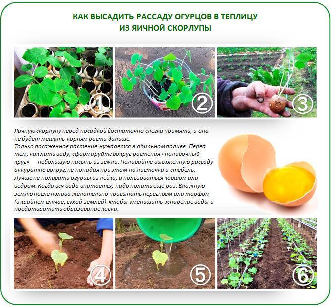 Огурцы: выращивание и уход в открытом грунте, посадка на рассаду