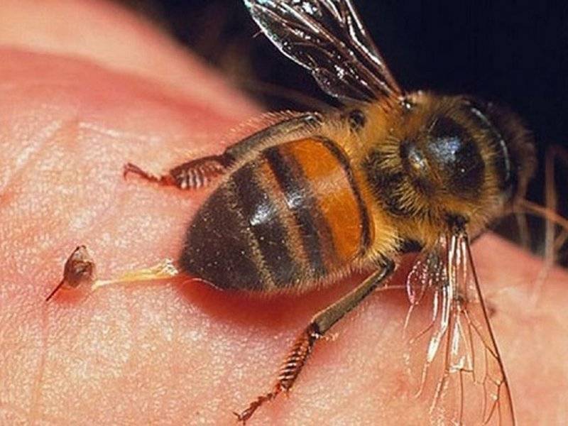 О жале пчелы: как выглядит после укуса, где находится, как удалить пчелиное жало
