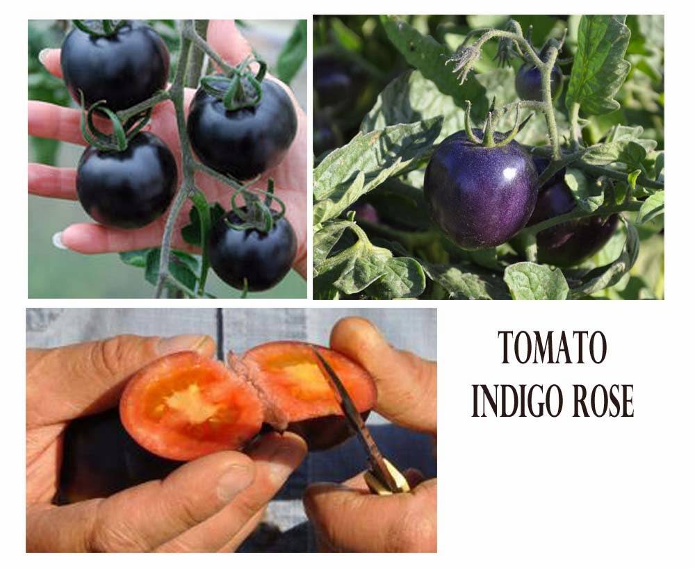 Описание томата Индиго роуз и агротехника выращивания