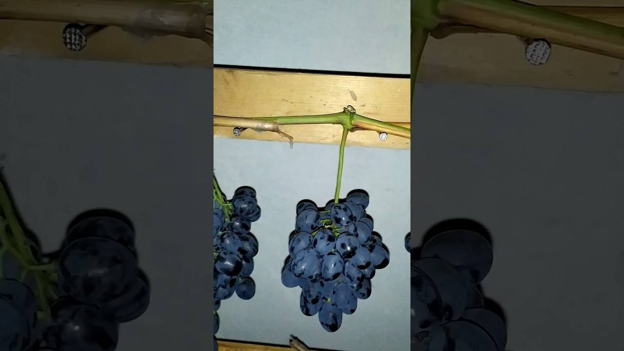 Как хранить виноград в домашних условиях: где сохранить на зиму, при какой температуре, сколько хранится