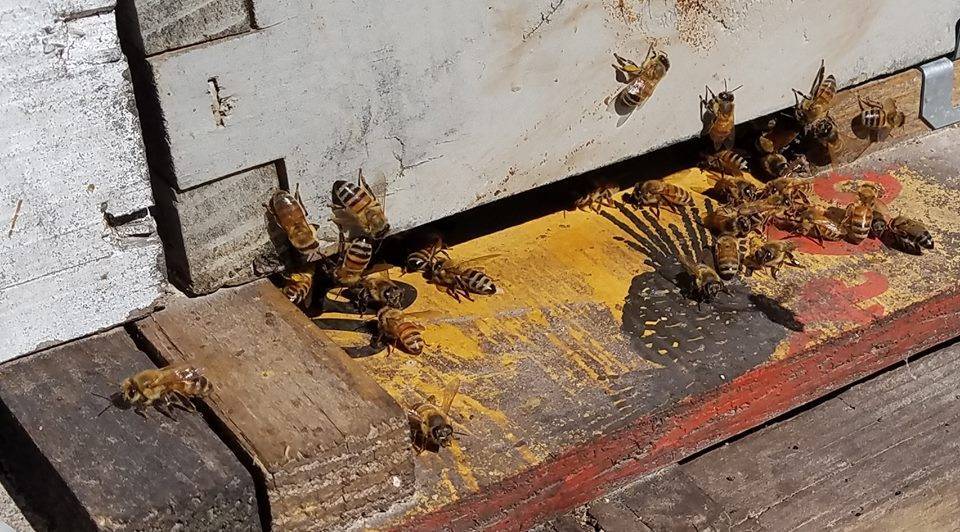 Напад пчел: меры борьбы с пчелиным воровством и защита слабых пчелосемей