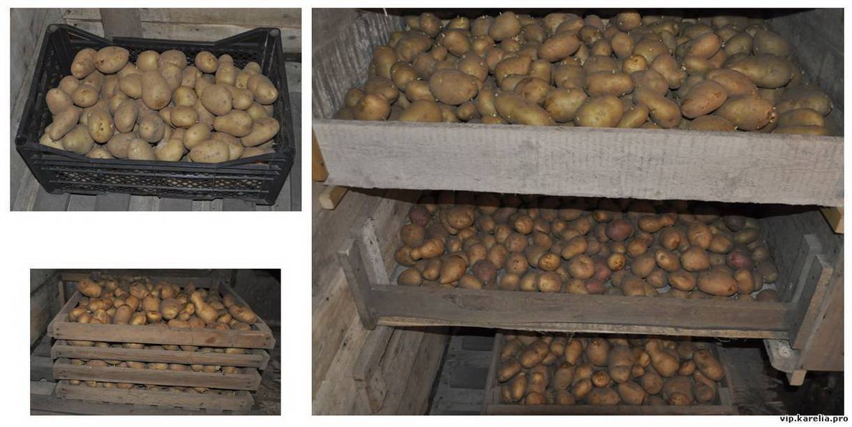 Как правильно хранить картошку в погребе зимой » подробная инструкция сколько можно + видео + фото | погреб-подвал