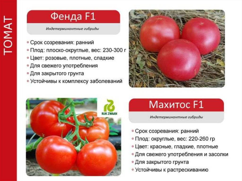 Томат фенда: характеристики сорта, урожайность и отзывы