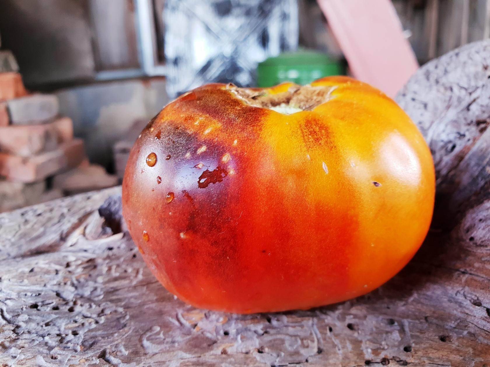 сорт помидоров дон жуан фото