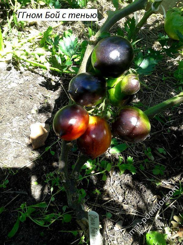 Описание серии томатов гном: правила выращивания и уход