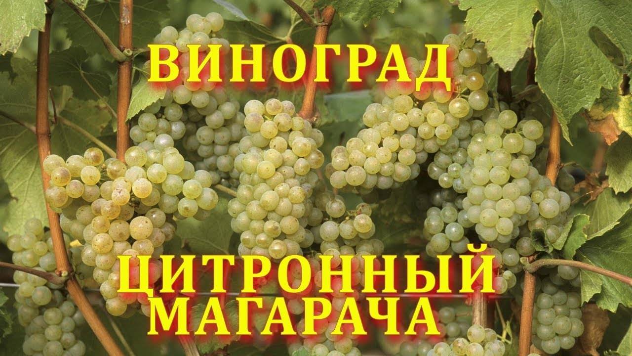 Виноград цитронный магарача, описание сорта, фото