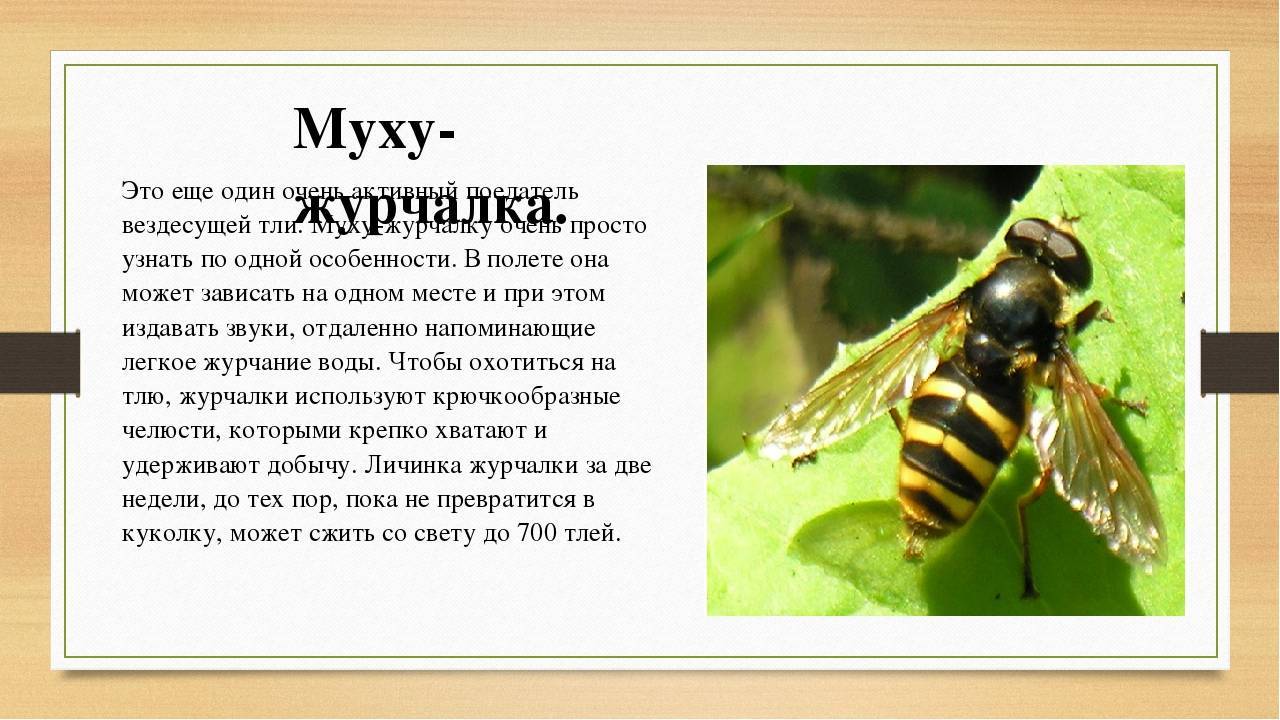 Оса: виды, описание, фото насекомого