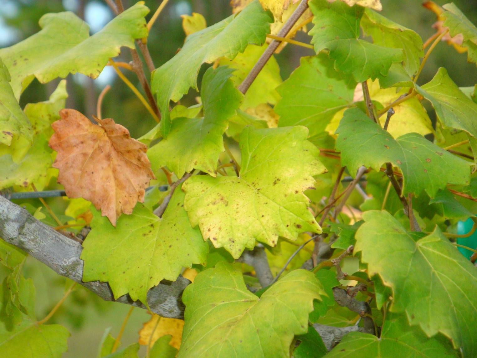 Почему желтеют листья у винограда: причины — selok.info