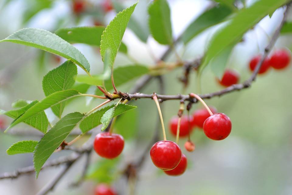 Как выкорчевать заросли вишни?: группа плодовые деревья и кустарники