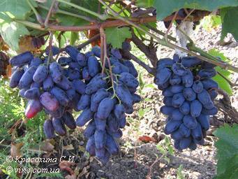 Описание и характеристика винограда сорта памяти негруля, посадка и уход