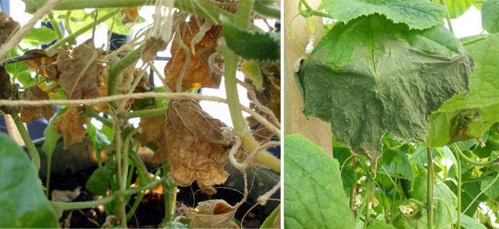 Огурцы в теплице: выращивание, трудности