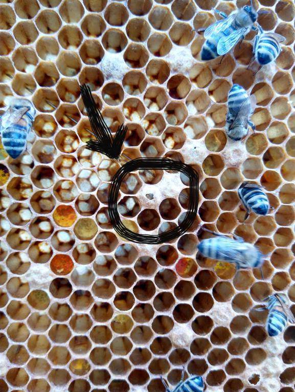 Гнилец у пчел: лечение и препараты