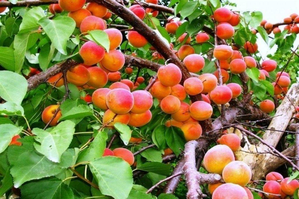 Посадка и уход абрикоса весной в средней полосе, как и когда правильно посадить