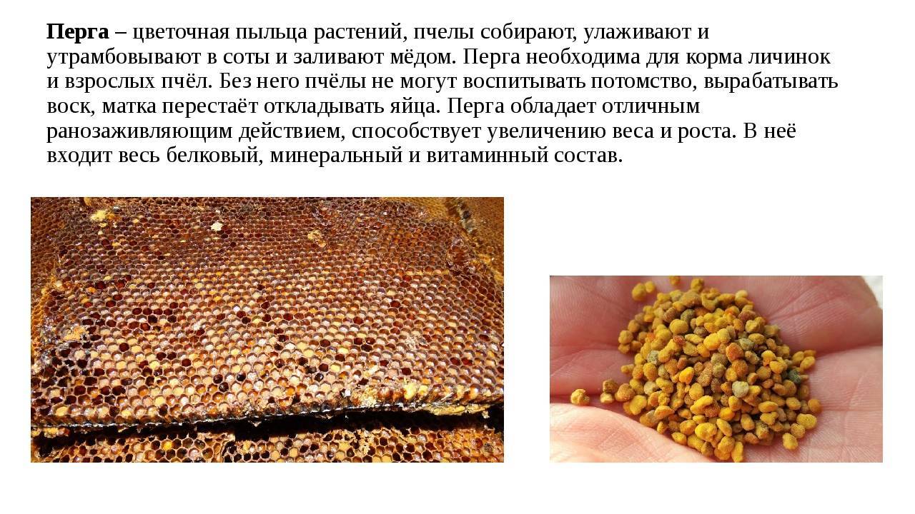 Польза пыльцы для человека. Пыльца и перга пчелиная. Пыльца и перга пчелиная полезные. Перга продукты пчеловодства. Перга пчелиная и пыльца разница.