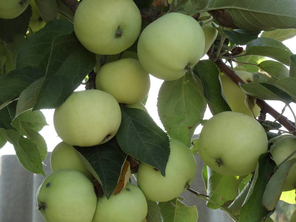 Описание сорта яблони папироянтарное: фото яблок, важные характеристики, урожайность с дерева