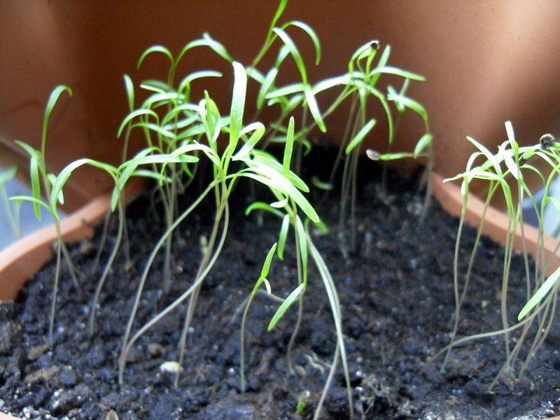 Как правильно выращивать петрушку в открытом грунте