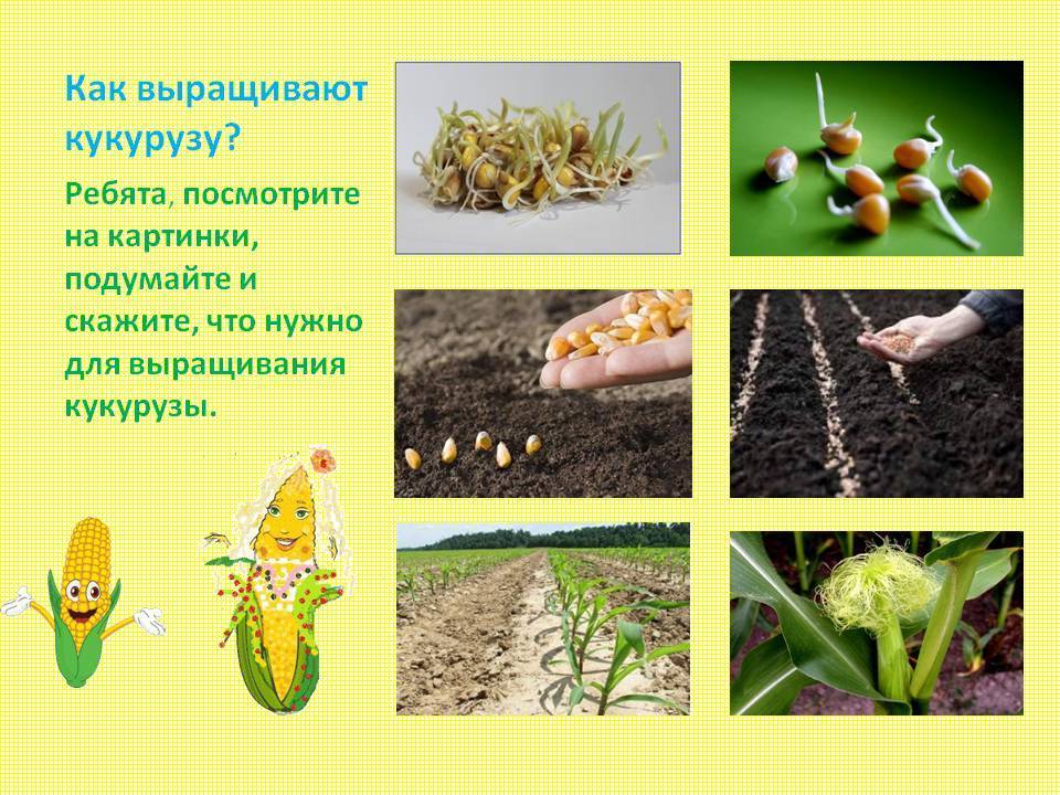 Как прорастает кукуруза фото